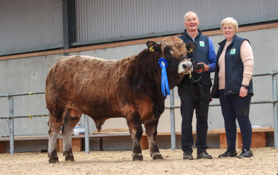 Deerpark Pierce - second in the bull class. Image source: S. Kinahan