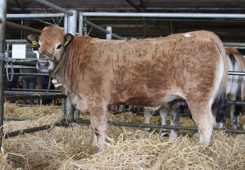 Shrubbywood Perfection - winner of the weanling heifer class. Image source: S. Kinahan