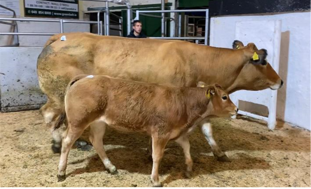 Kyle Herd May and heifer calf Kyle Herd Sinita. This duo made €3,900