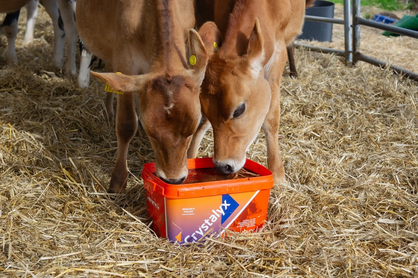 Crystalyx Easy Breather offers a natural aid for maintaining a healthy respiratory System in Calves and heifers