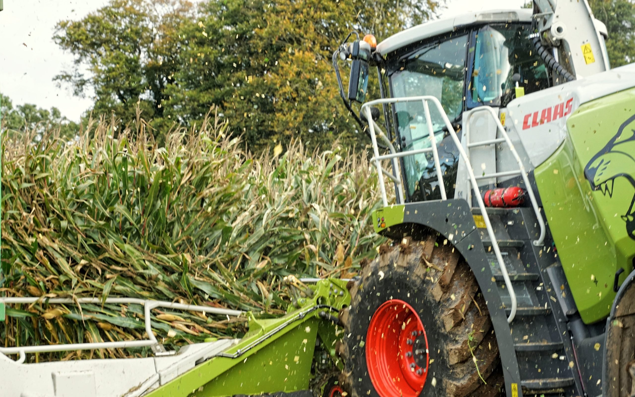 The Claas Jaguar 980 sailed through the crop despite taking in 12 rows per pass