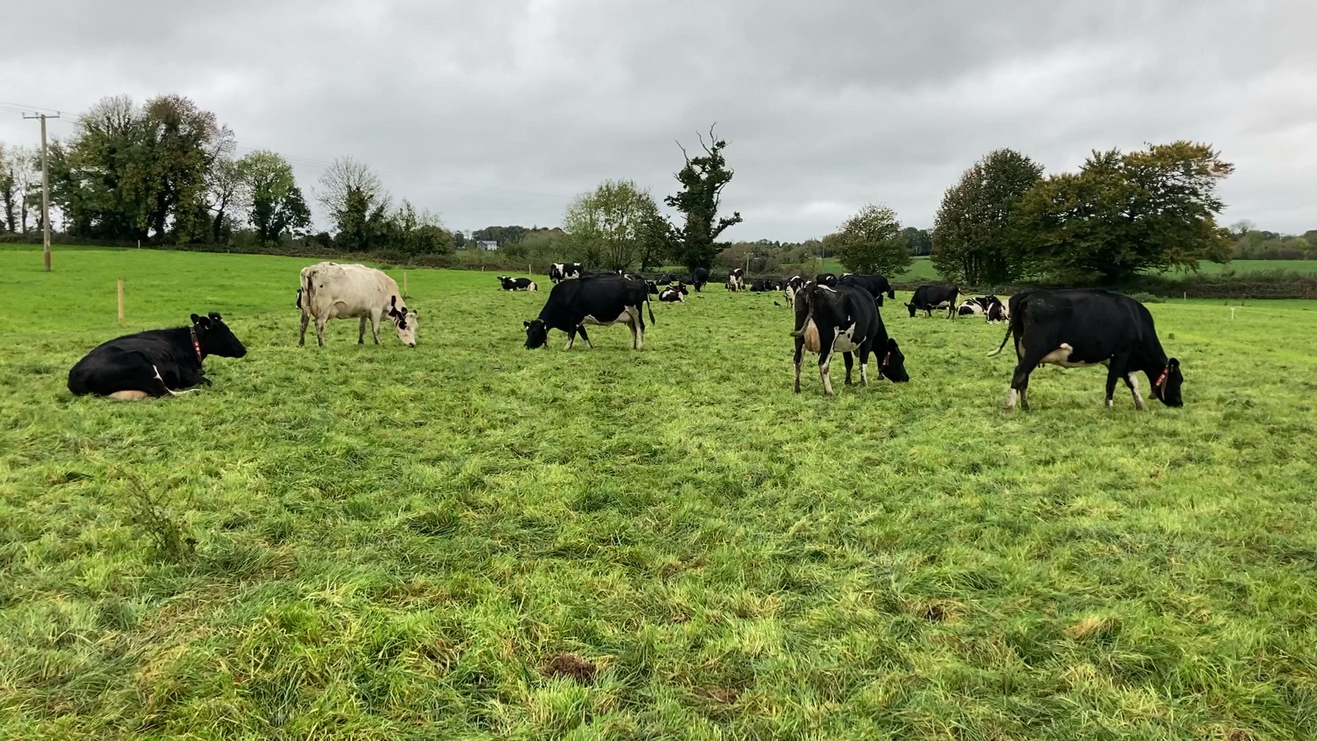 The Higgins' herd of cows grazing