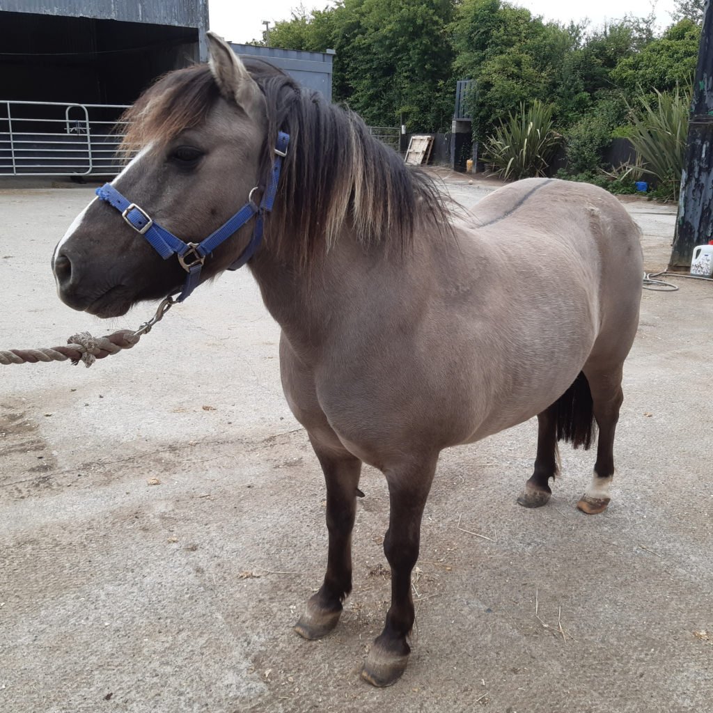 Bumble during rehabilitation. Image source: ISPCA