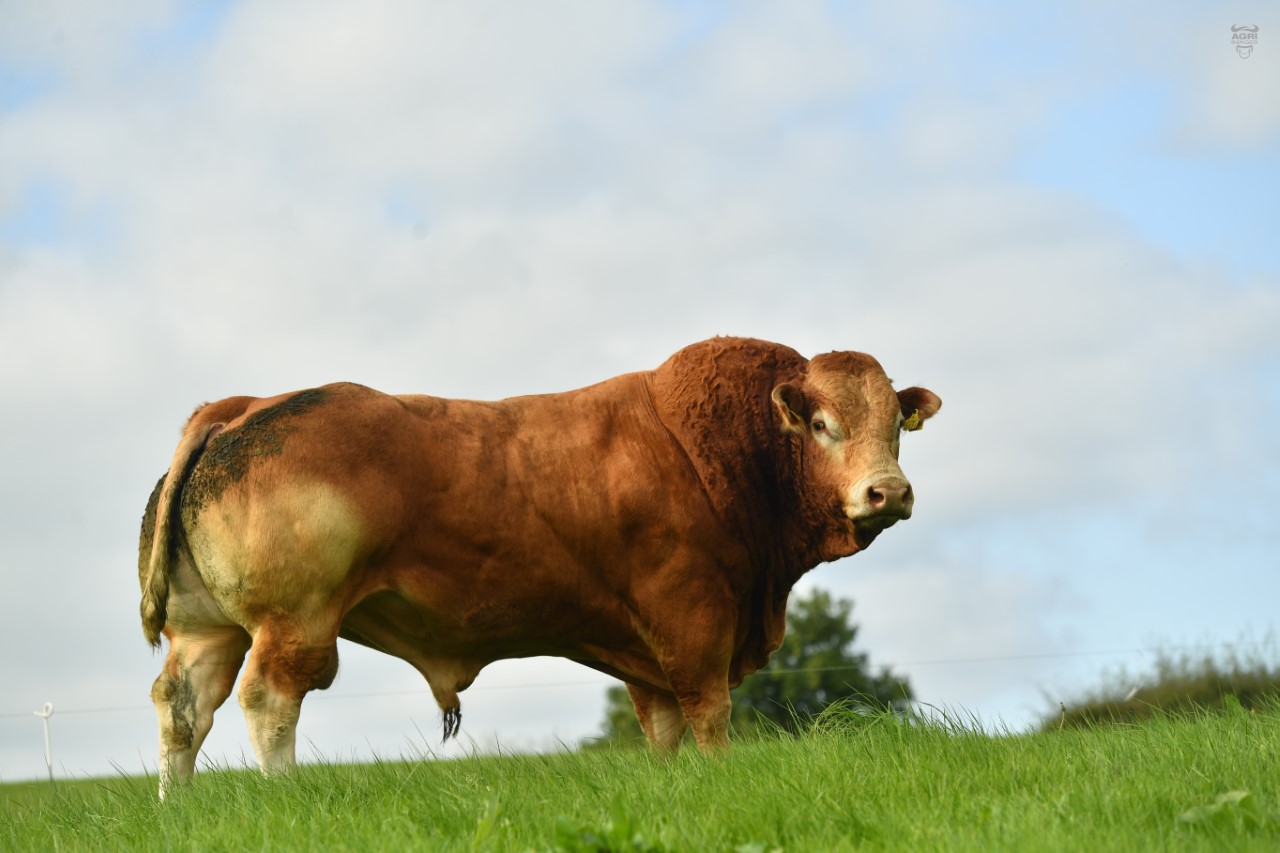 A Limousin bull