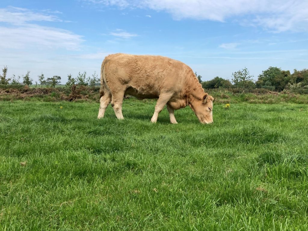 Lot 55: Simmental cross 5-Star with a replacement Index of €117. Scanned in-calf to Novinchristie Nicholas; Time up: February 16, 2022