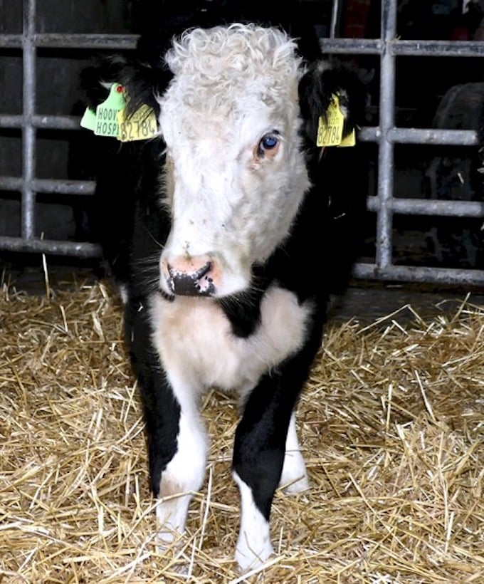 The heifer now being reared by the Toohey family for Hooves 4 Hospice