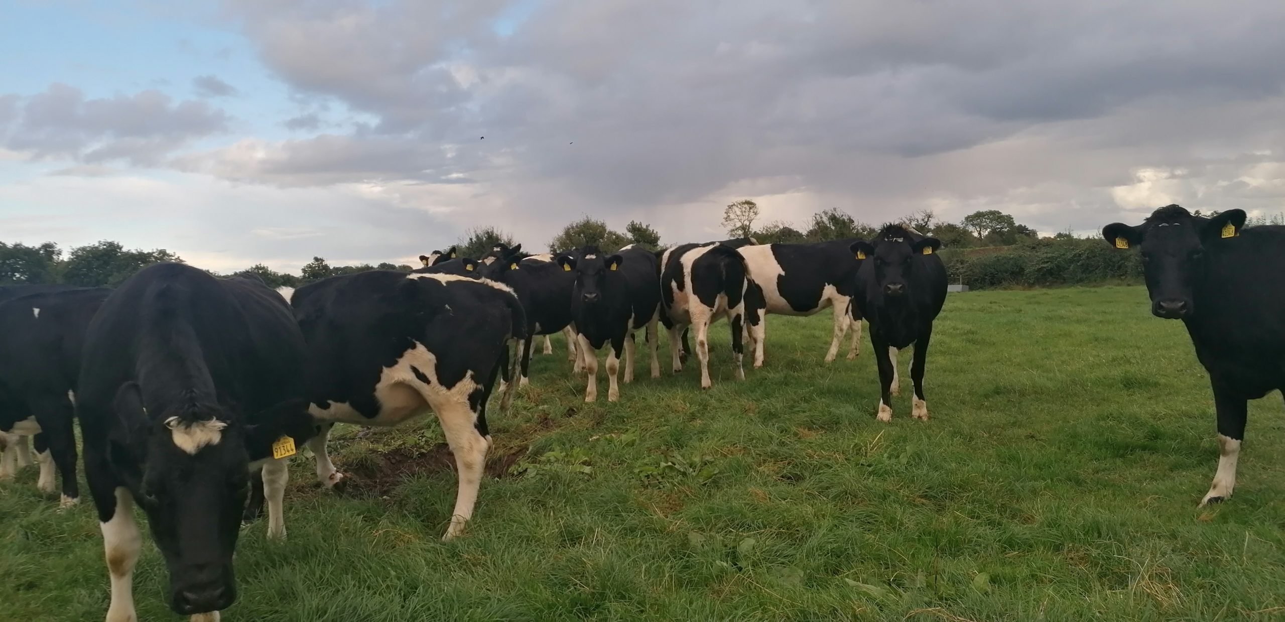 Image Source: Ballyjamesduff mart