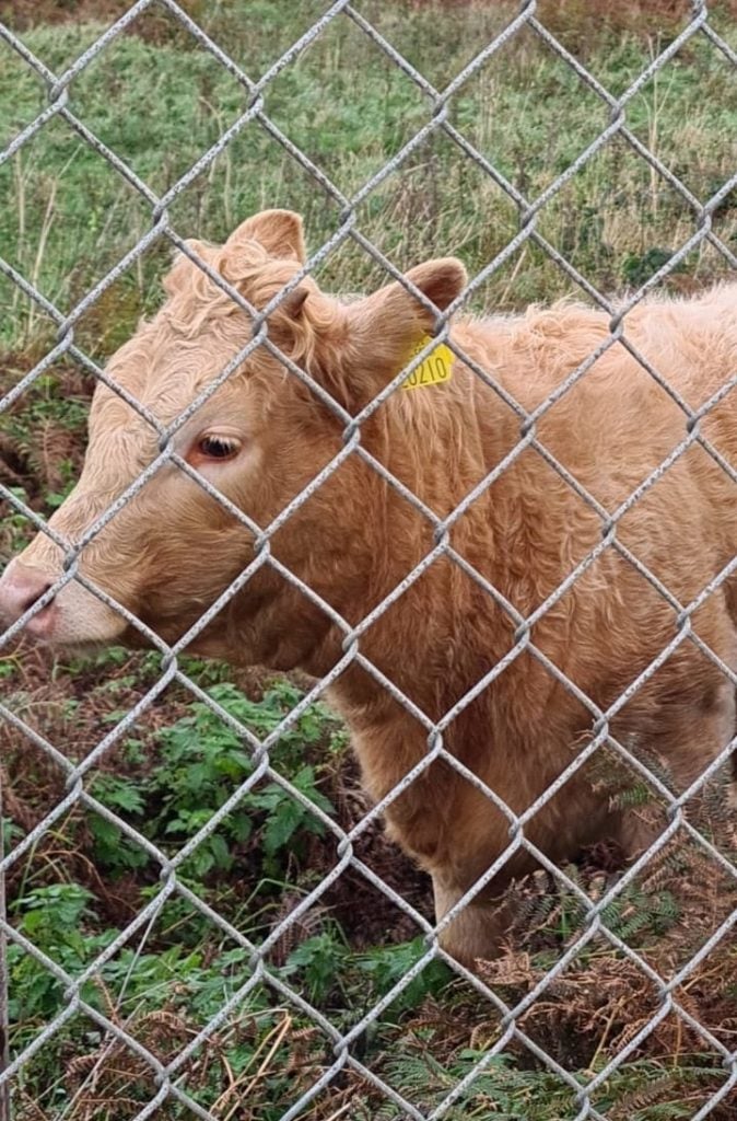 Daisy May safe and sound after her ordeal Image: Bundoran RNLI