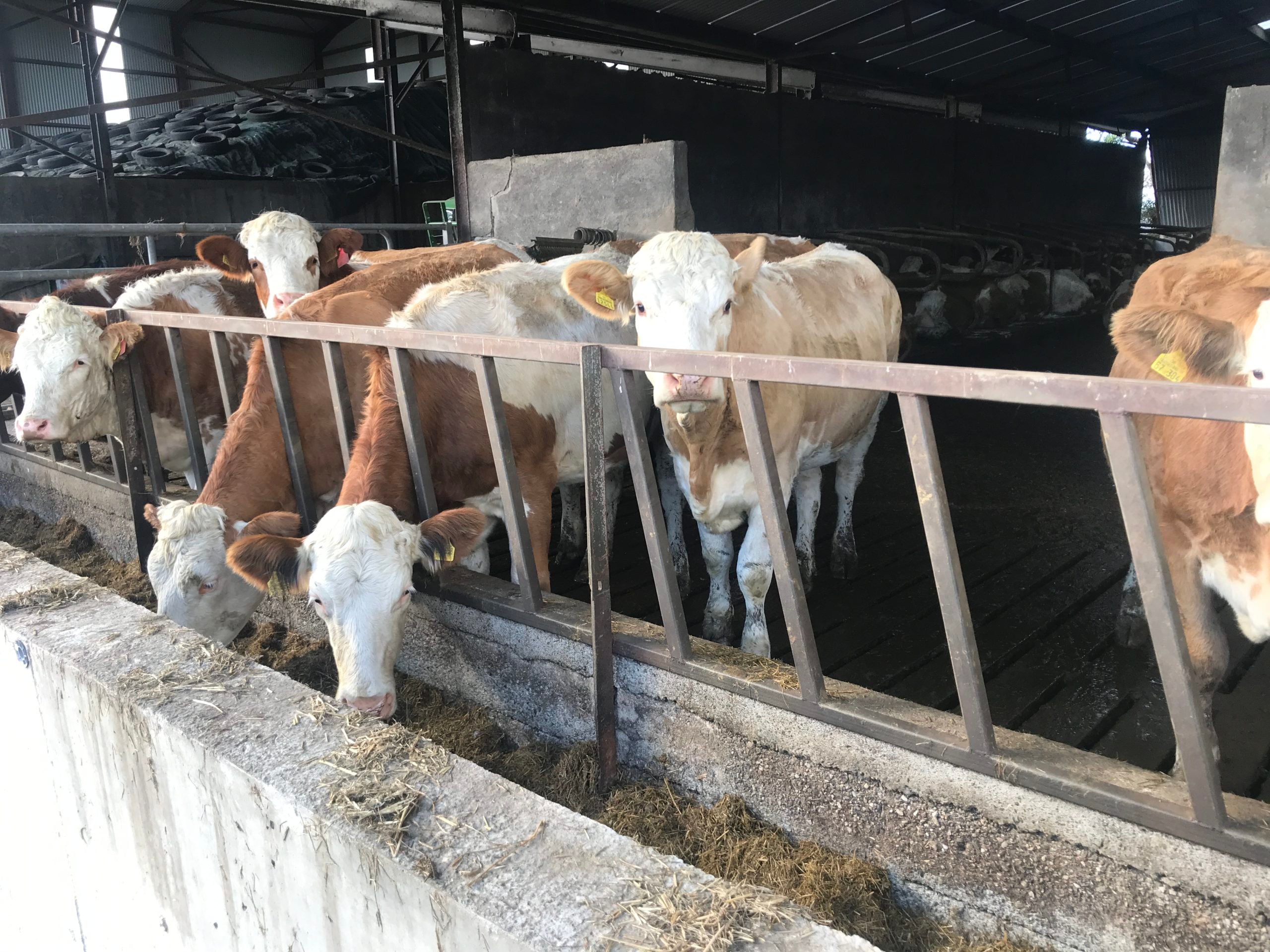 Fleckvieh heifers