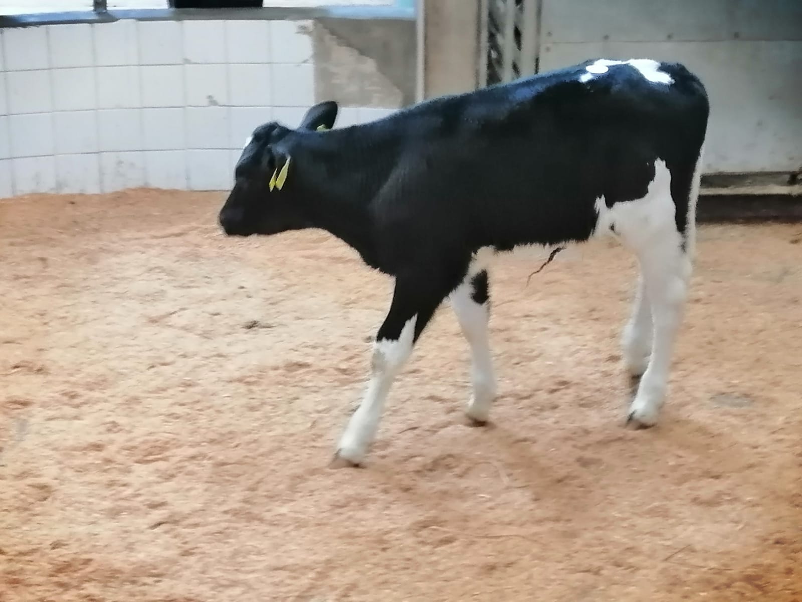 Friesian bull sold for €150