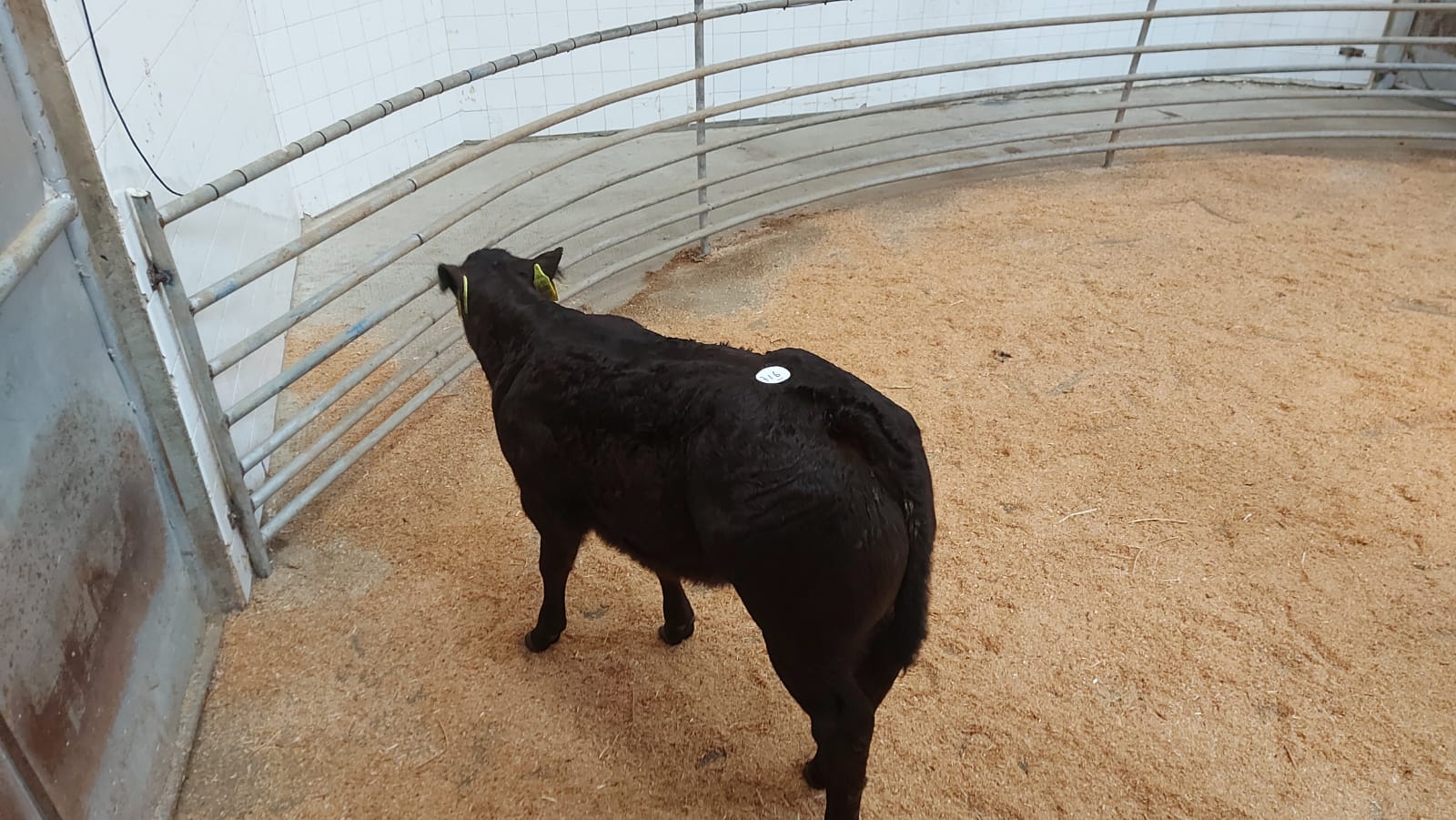 Four-week-old LMX topped the sale at €475