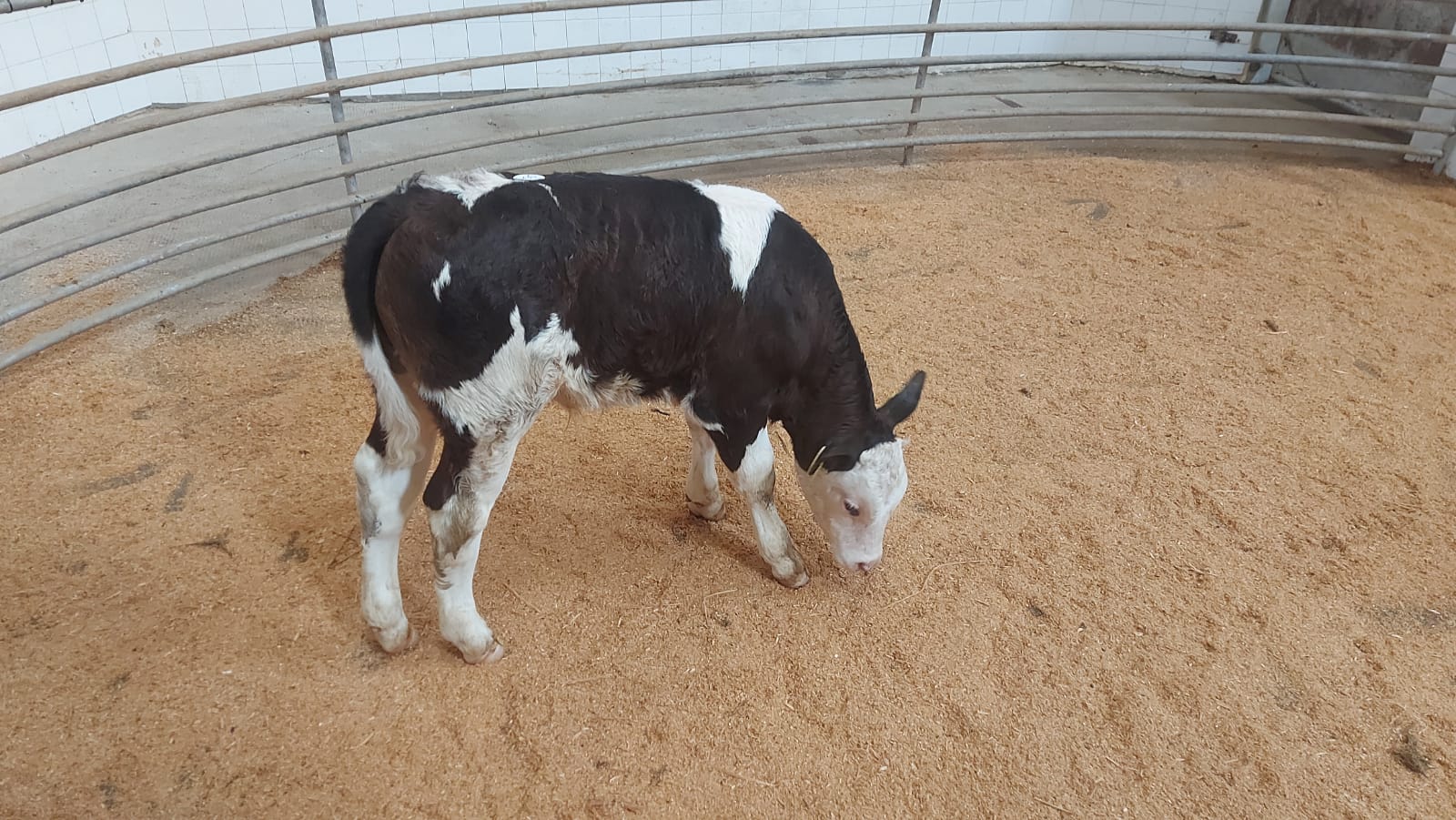 SIX bull sold for €350