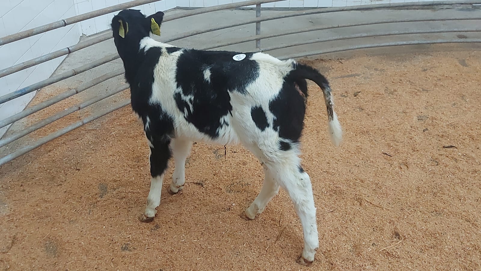 Blue heifer sold for €350