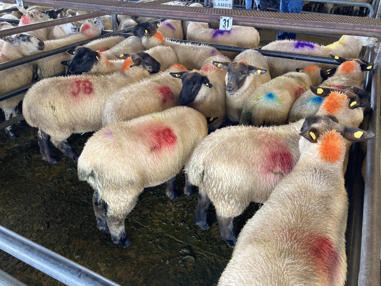 Ewe lambs remain in strong demand from farmers