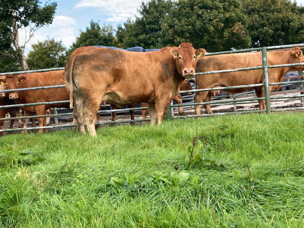 Lot 58: Limousin-cross 5-Star cow with a replacement Index of €120. This cow is scanned in-calf to Novinchristie Nicholas and is due on February 26, 2022