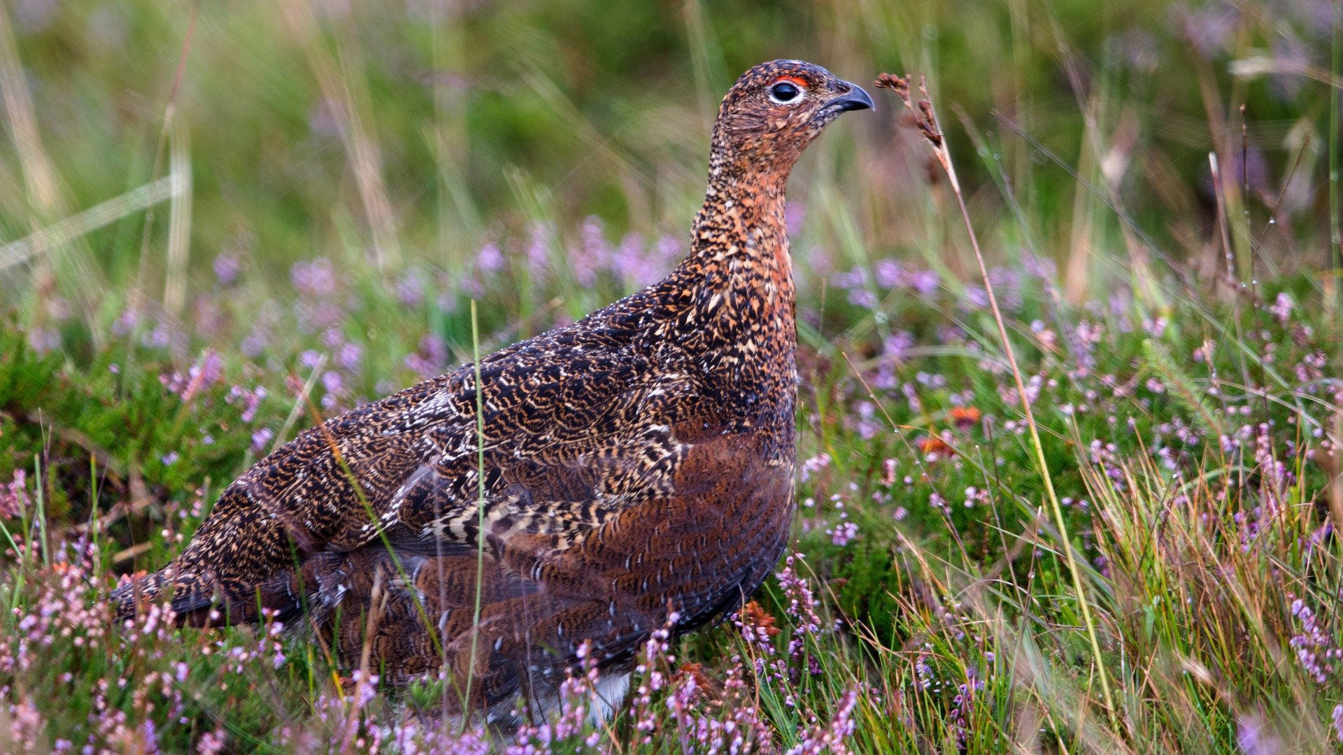 Red Grouse