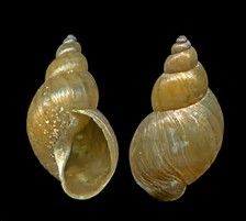 Lymnea snail