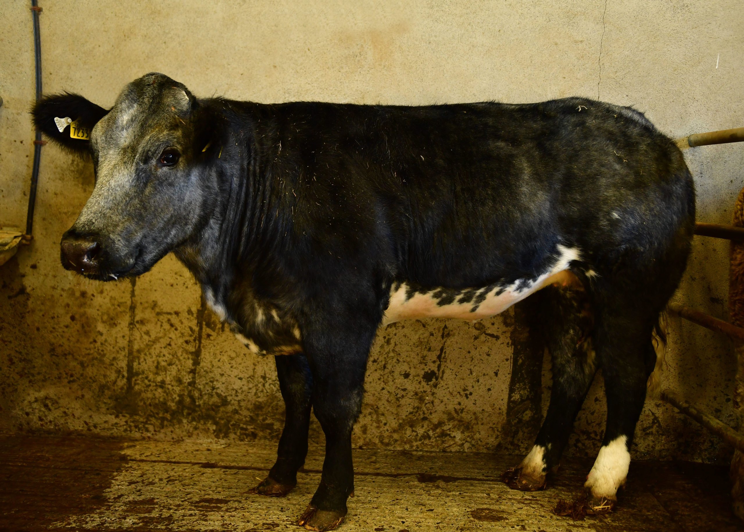 First prize is this Belgian Blue heifer. Image source: Frank McGrath