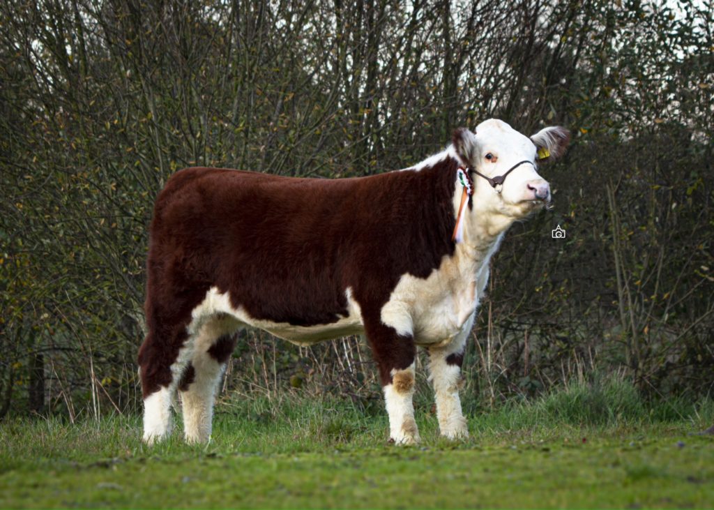 Grianan Orange V911 sold for €5,600