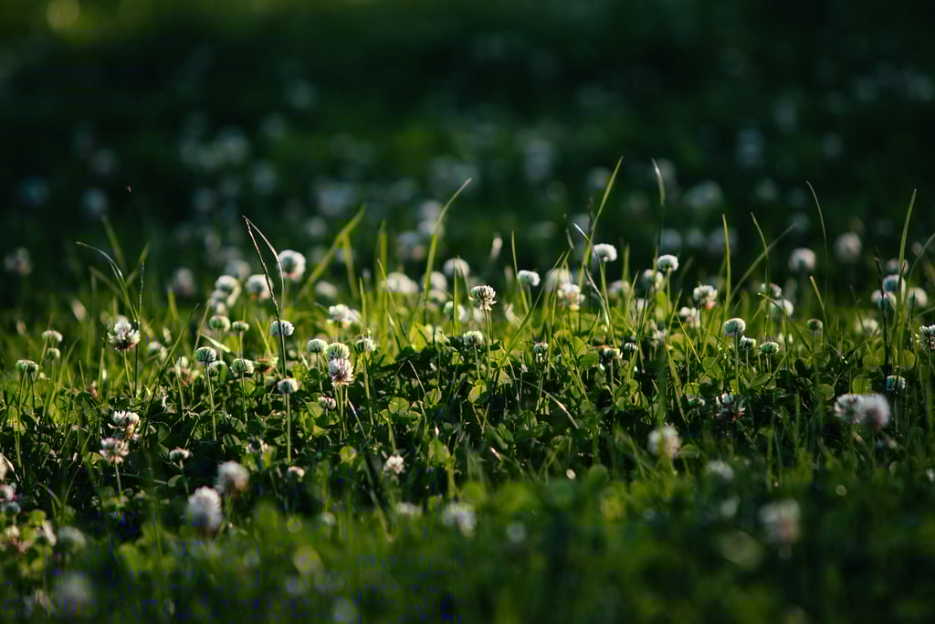 Teagasc has identified the incorporation of white clover into pastures as a GHG mitigation measure under the MACC