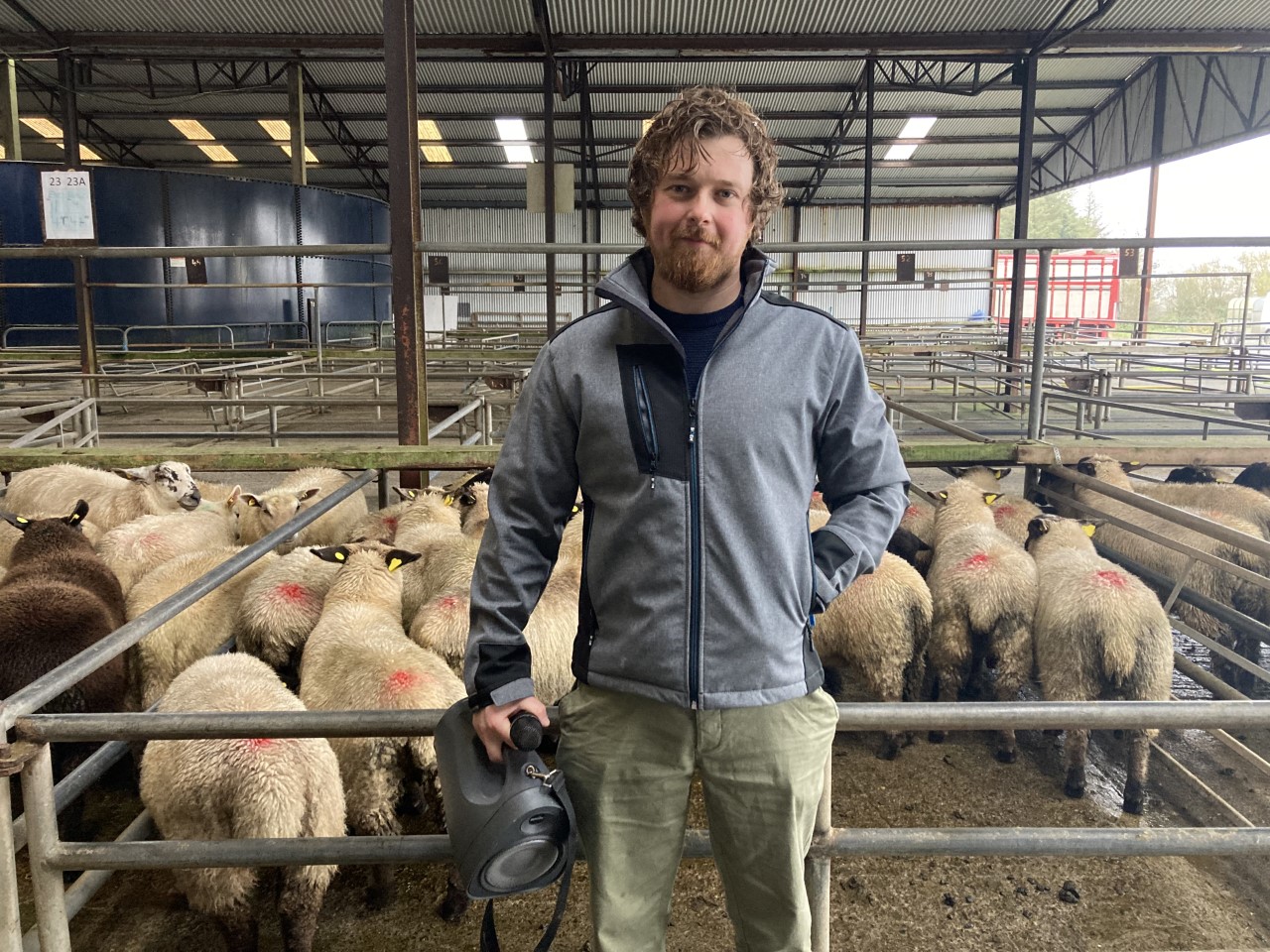 Auctioneer Niall Murphy at Headford Mart on Saturday (November 13)