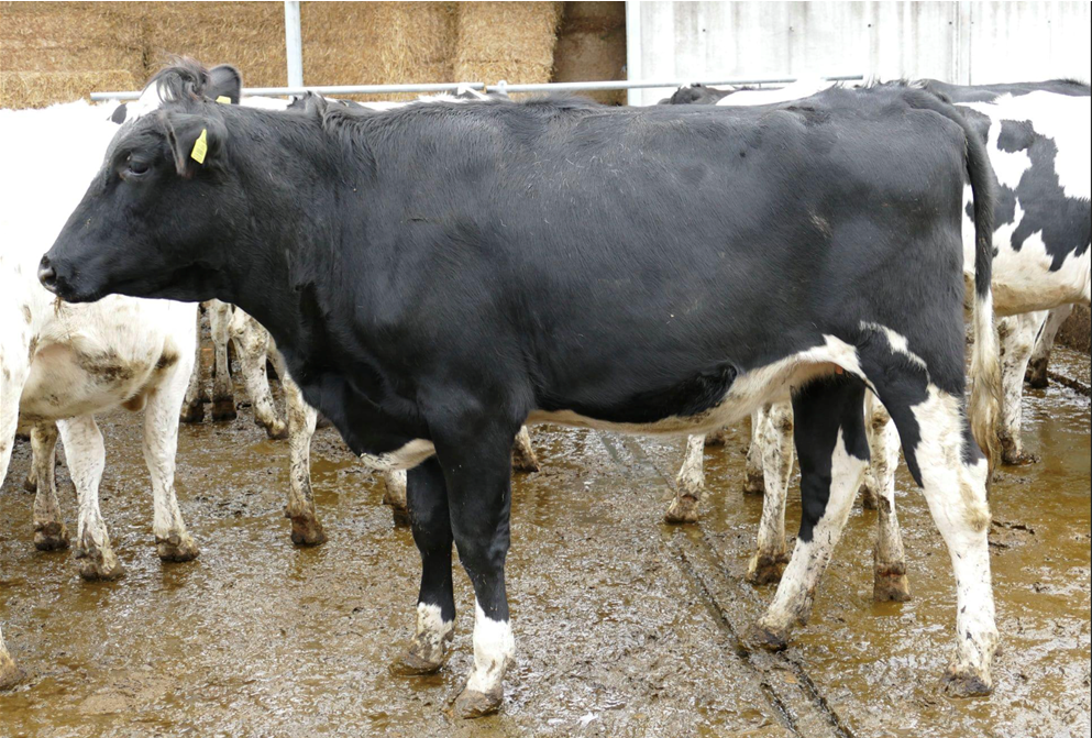 Lot 72 Monamore Allie 8Source Taaffe Auctions