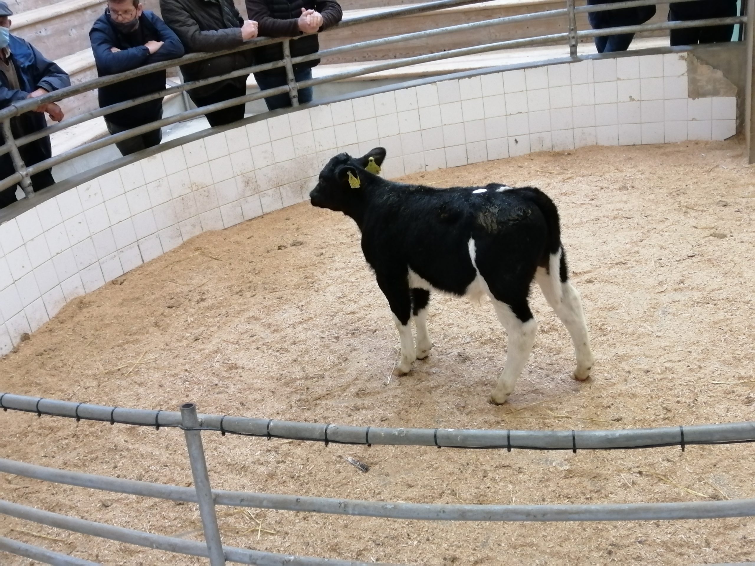This month old FR bull sold for €265.