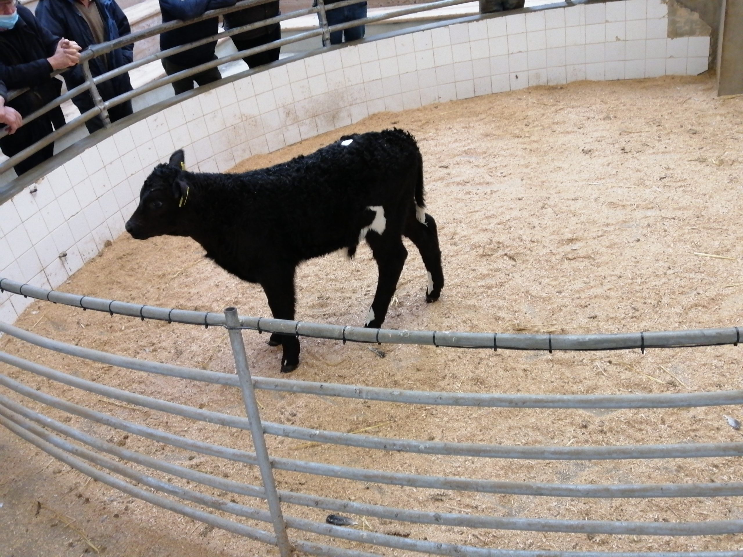 This three-week-old LMX bull made €385