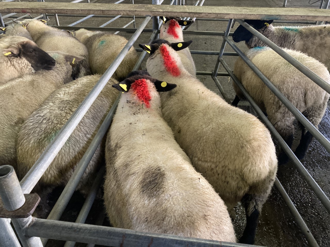 These three ewe lambs (with the red mark) weighing 47.5kg sold for €163/head