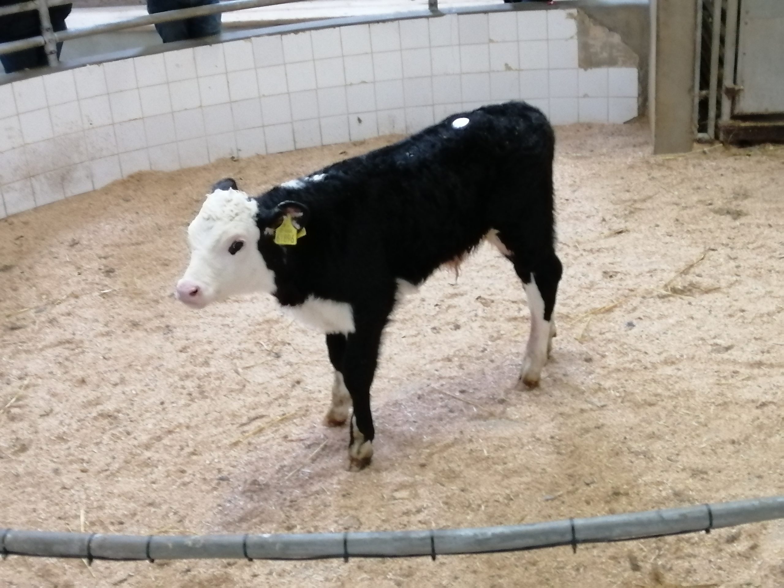 This three week old HEX bull sold for €330