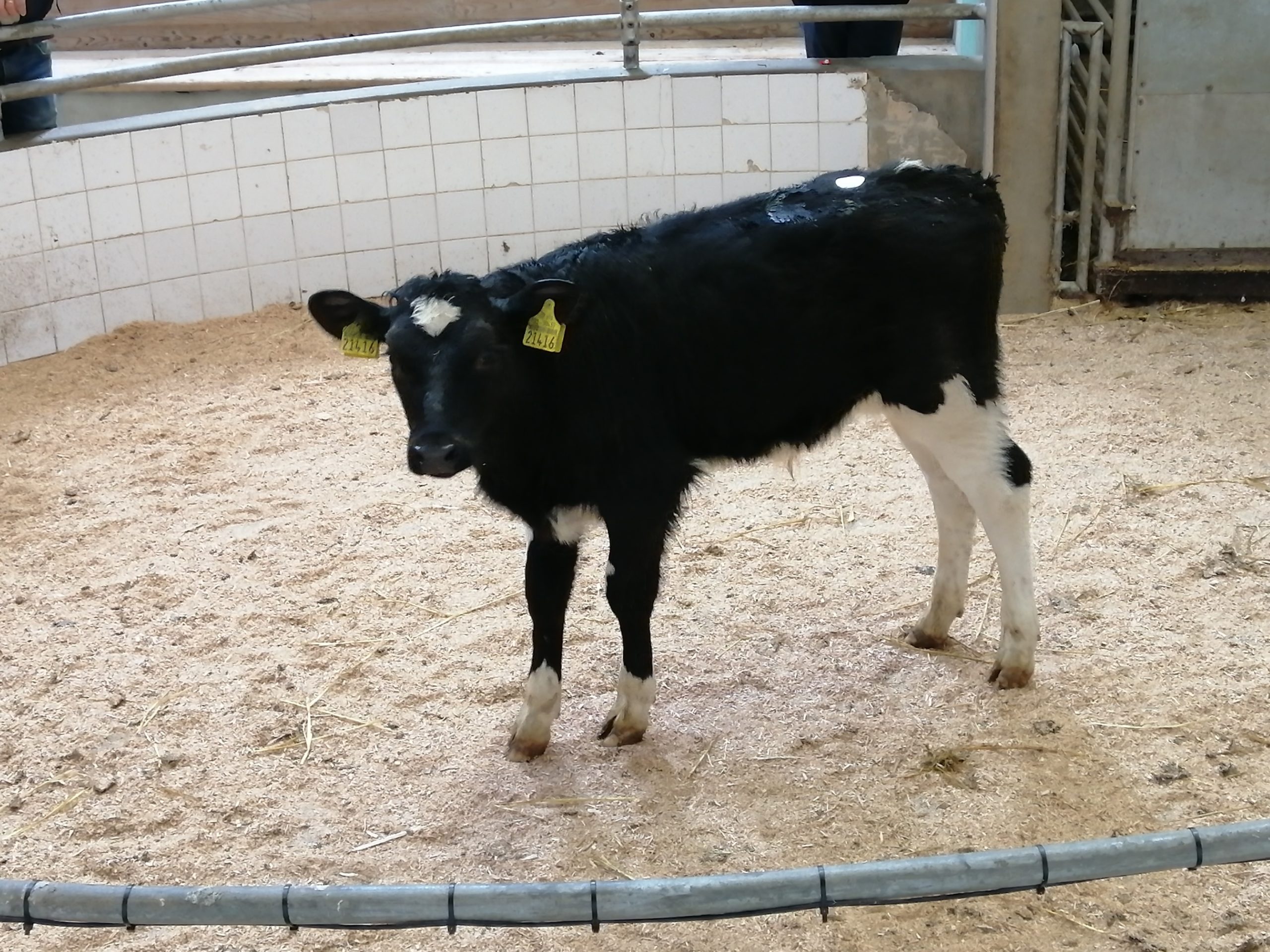 This four week old FR bull made €290
