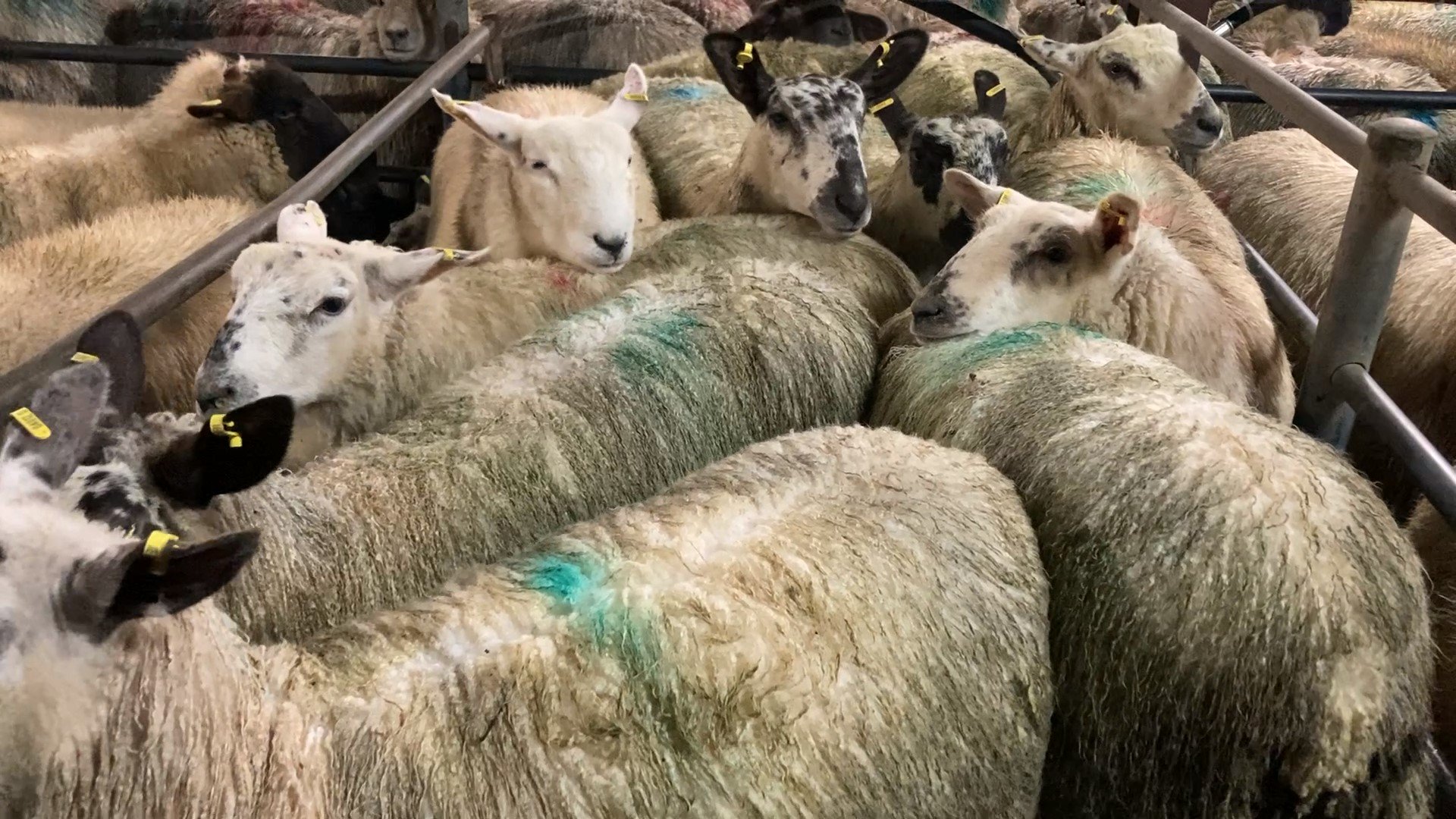 Lambs on offer at Tuam Mart on Tuesday evening