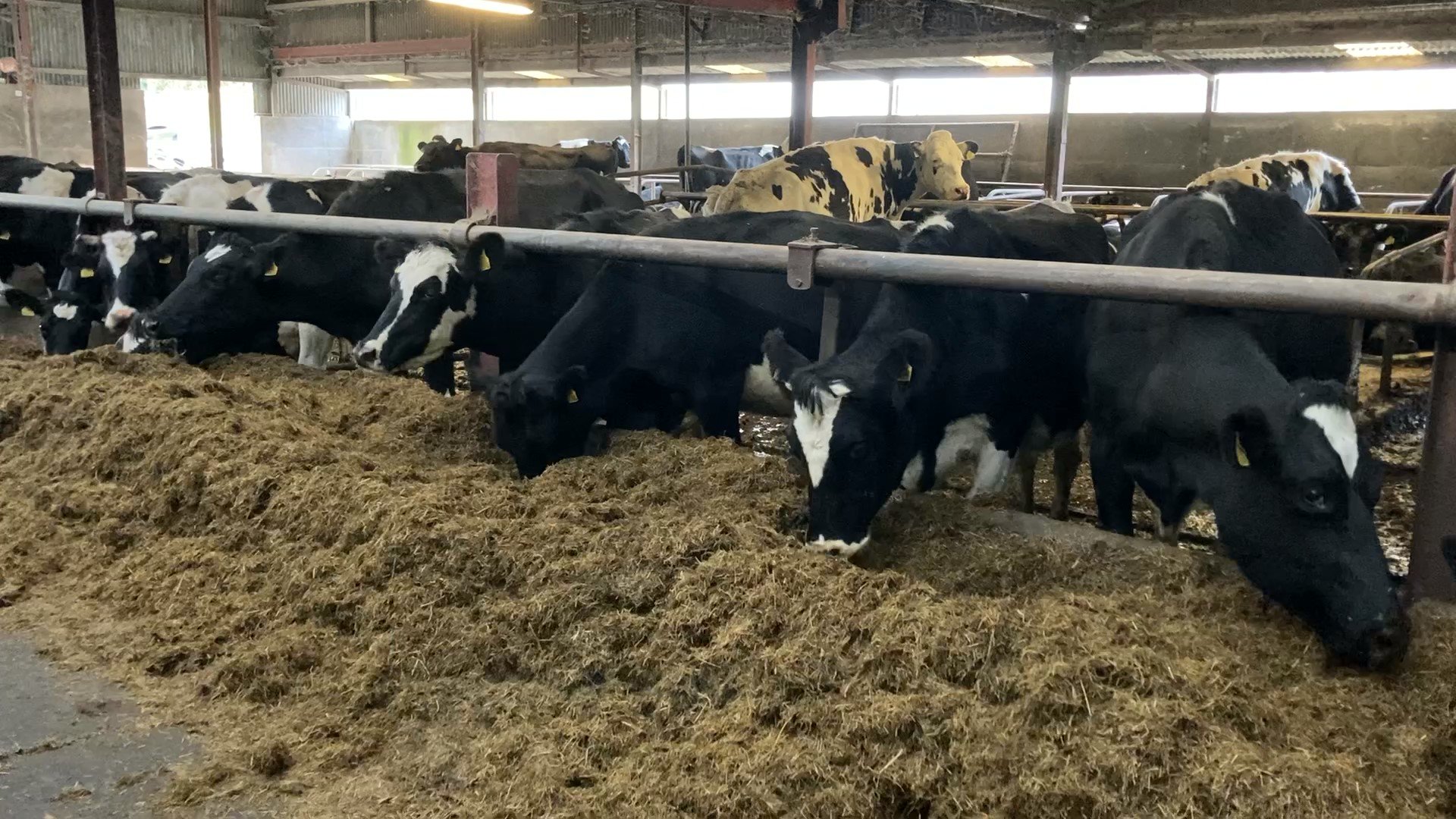 Dried off cows enjoying some time off