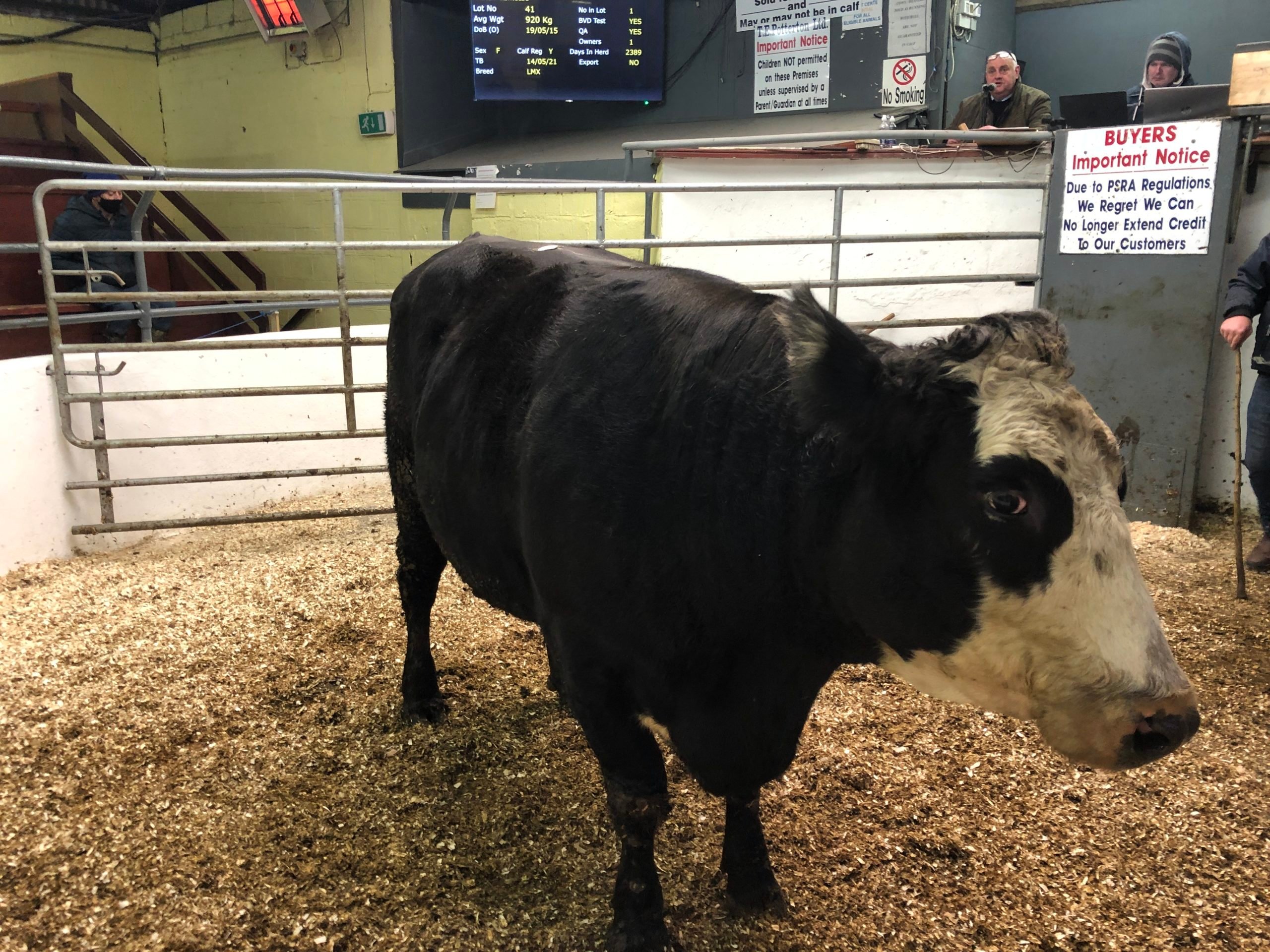 LMX cow -920kg - €2,030 (€2.21/kg)
