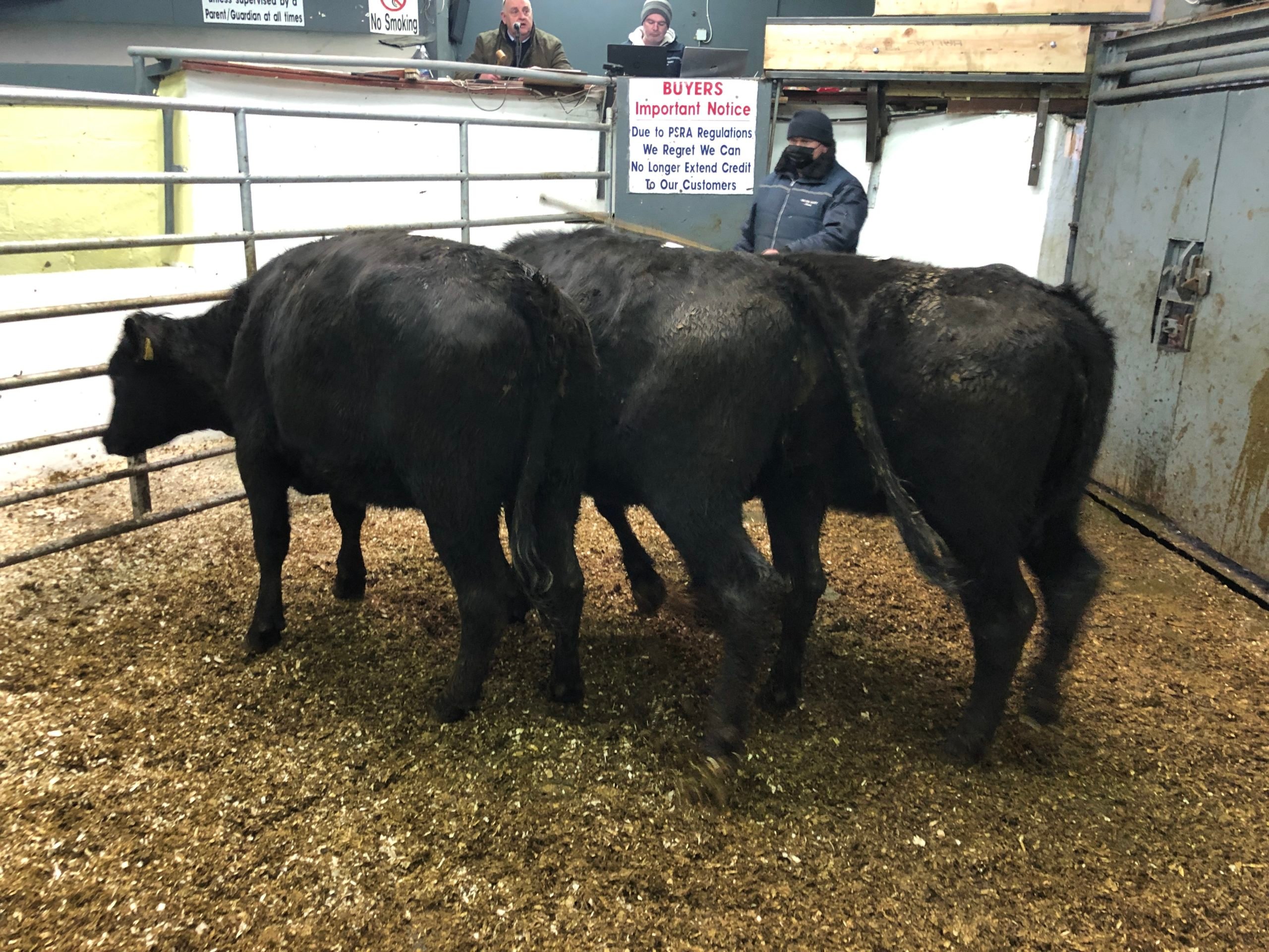 3 AAX heifers weighing 413kgs made €830 or €2.01/kg