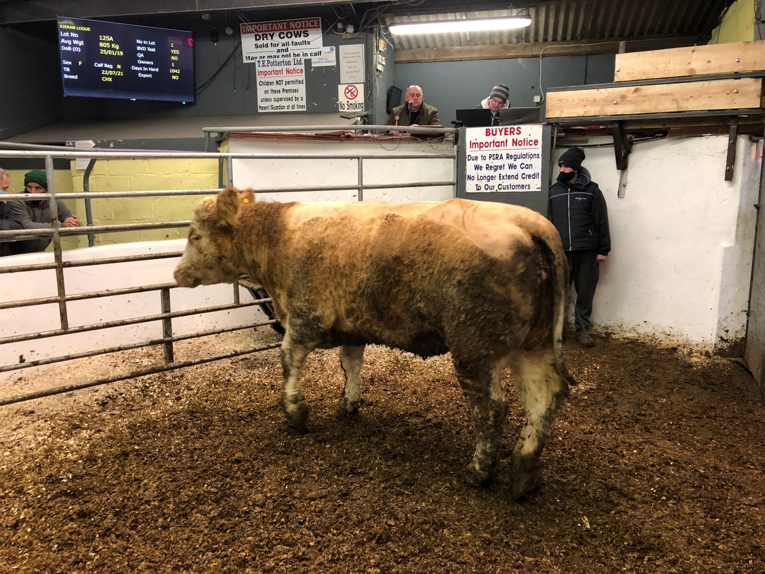 Jan 19-born CHX heifer weighing 805kgs made €1,910 or €2.37/kg
