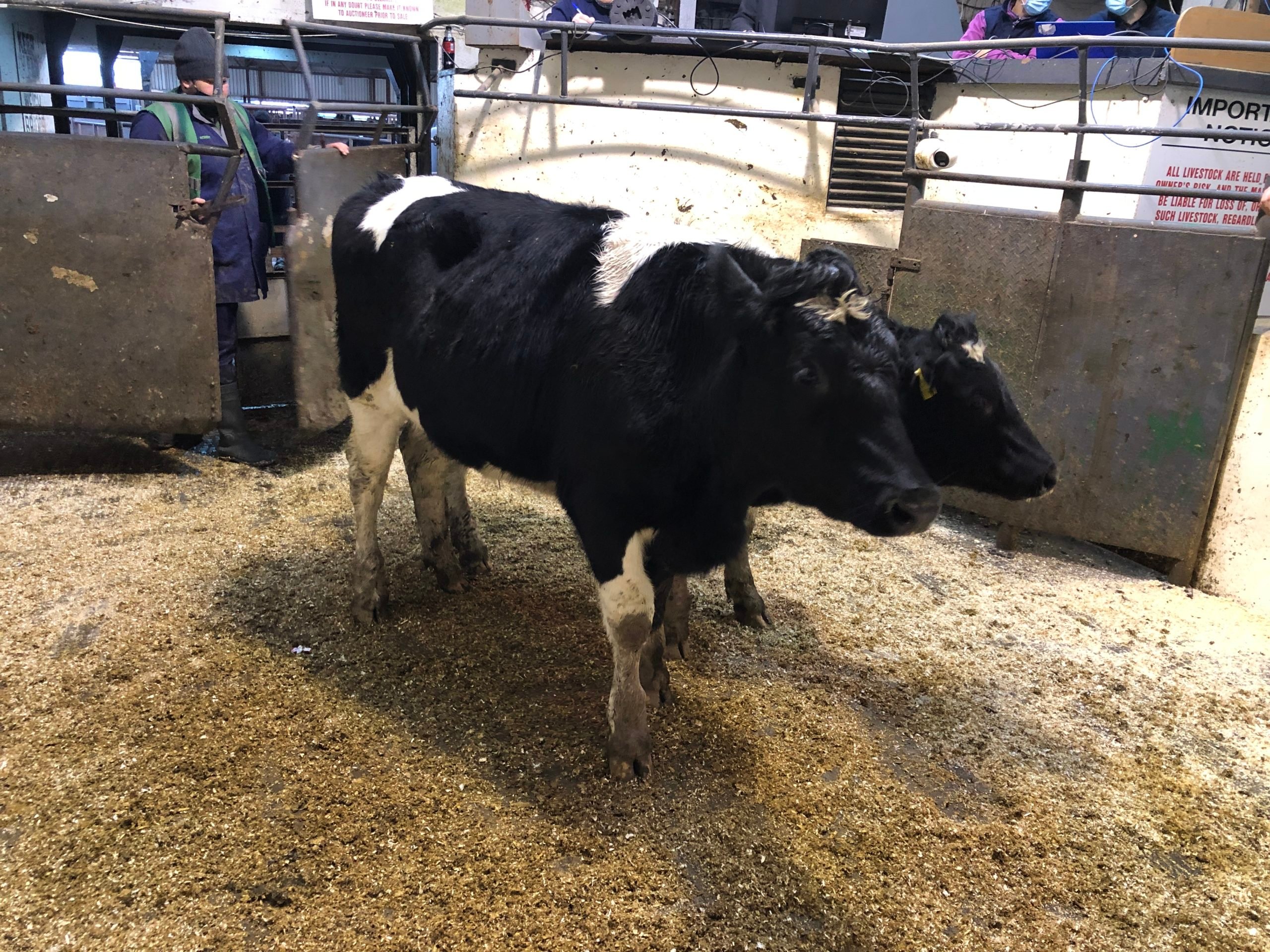 Two 455kg Friesian bullocks made €880 or €1.93/kg