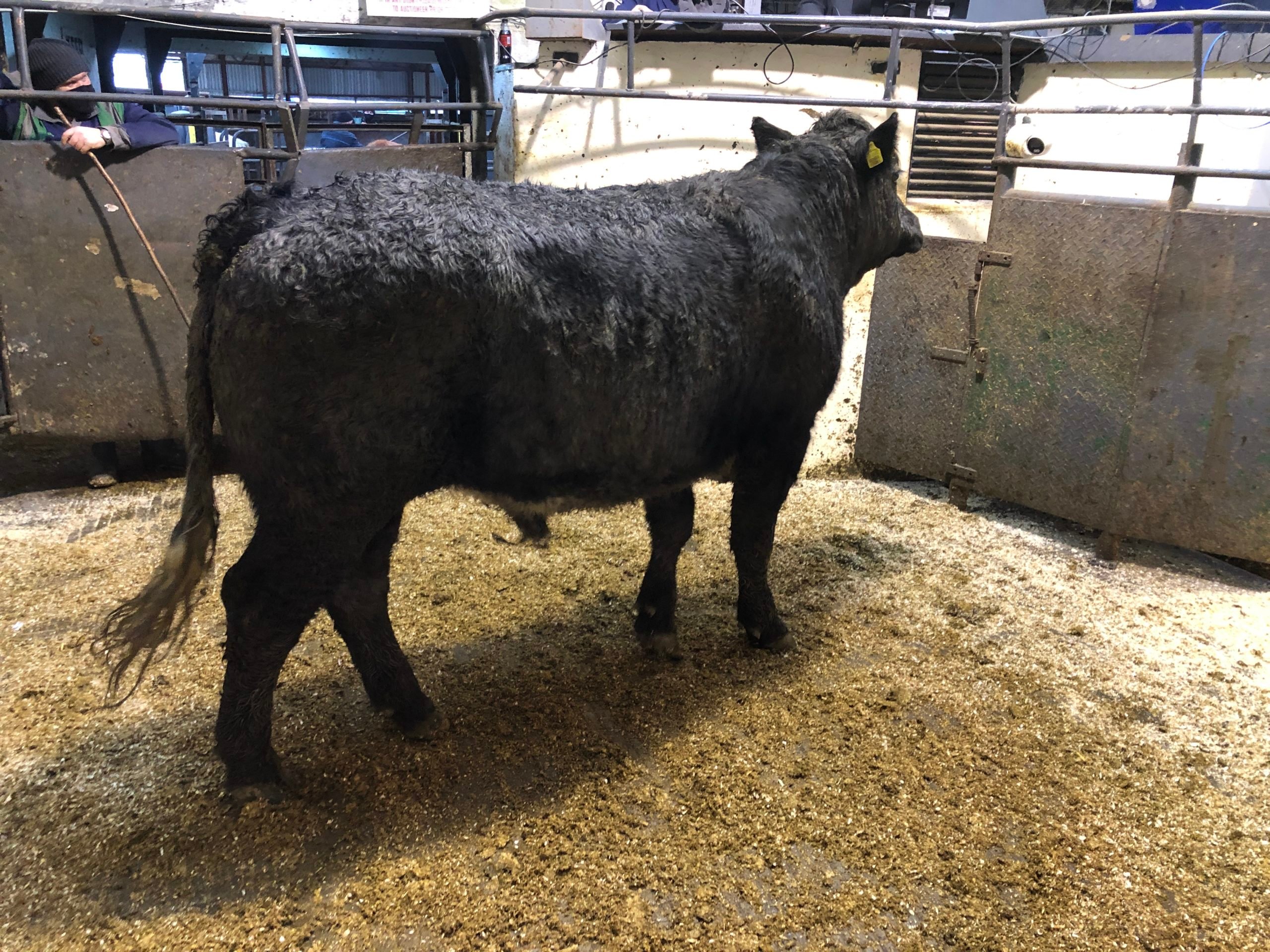 640kg Belgian Blue cross bullock made €1,630 or €2.59/kg