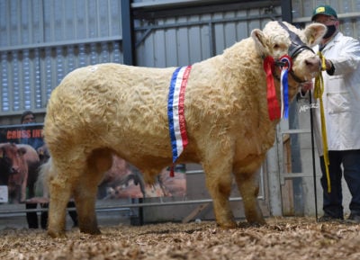 Intermediate champion: Goldstar Roger who sold for €12,600. Image source: Irish Charolais Cattle Society