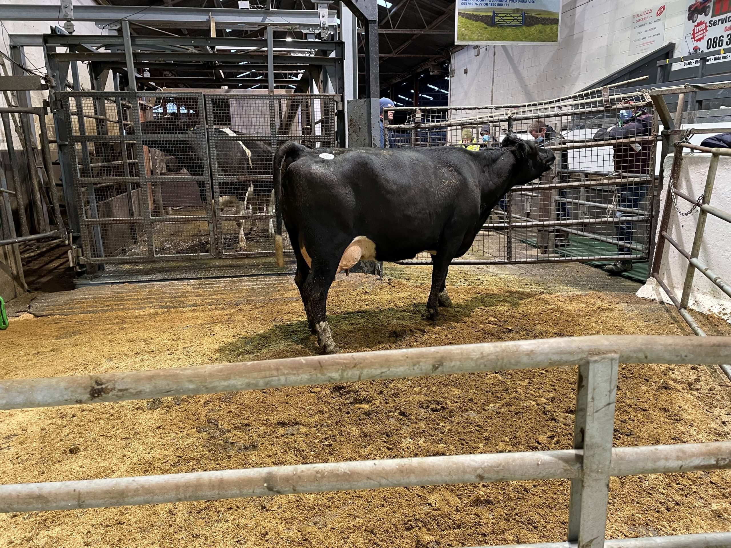 This 2015-born cow with an economic breeding index (EBI) of €257 sold for 1,720gns
