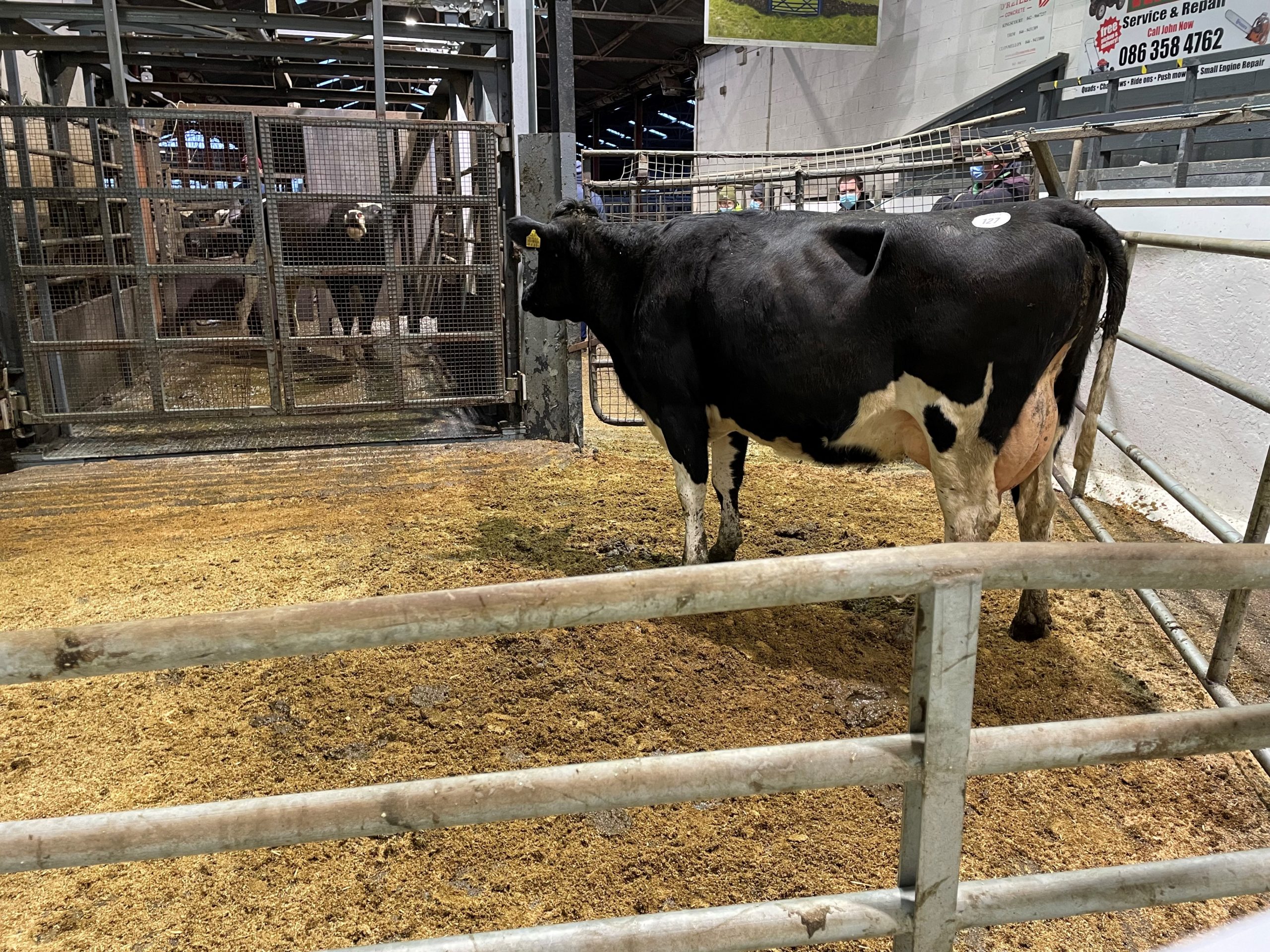 The 2017-born cow with an EBI of €231 sold for 1,280gns