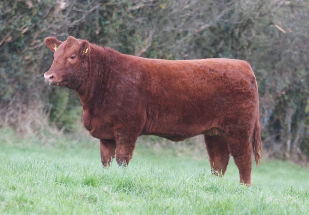 Mercury Red Unbeatable Kim ET