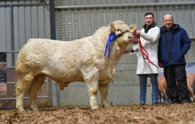 Tullaghan Remarkable ET who sold for €12,600. Image source: Irish Charolais Cattle Society
