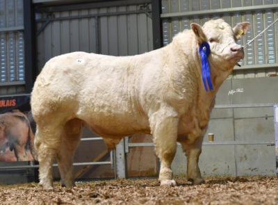 Image source: Irish Charolais Cattle Society