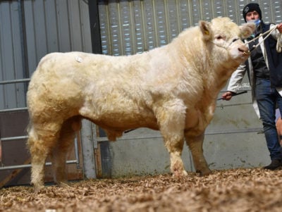 Liscally Regan 2 ET who sold for €8,100. Image source: Irish Charolais Cattle Society