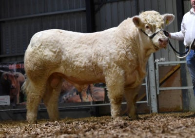 Inismurray Rocky Et who sold for €8,200. Image source: Irish Charolais Cattle Society