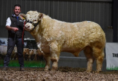 Tinnegarney Rembrandt ET who sold for €7,000.  Regan 1 ET who sold for €7,500
