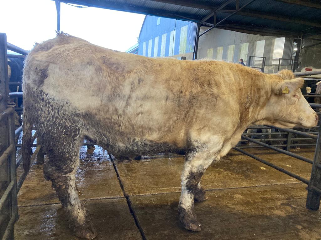 870kg Charolais cow made €2,040 or €2.35/kg