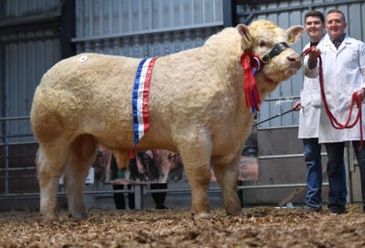 Senior champion Tonroe Realmacoy who sold for €12,000.  Image source: Irish Charolais Cattle Society