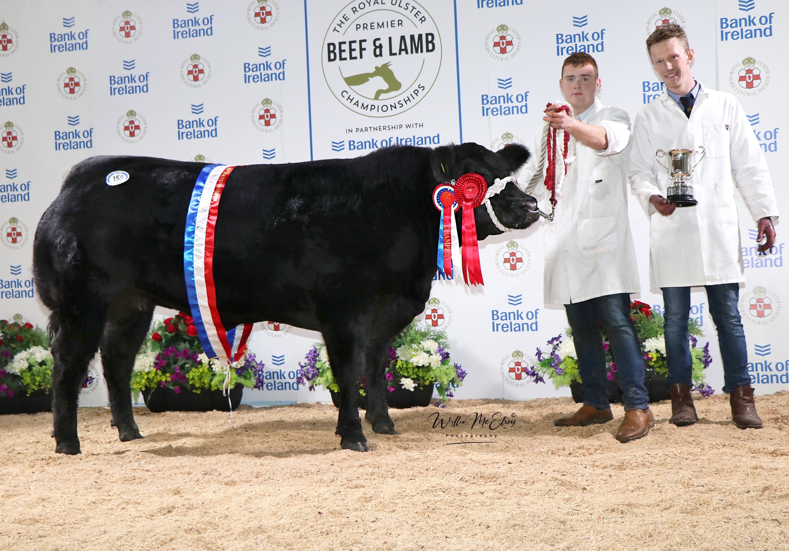 Champion Aberdeen Angus at RUAS Beef and Lamb Championships 2021